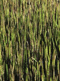 ���������, 17 ��� 2014