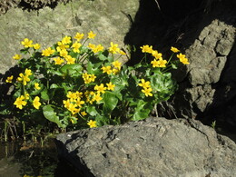 ���������, 17 ��� 2014