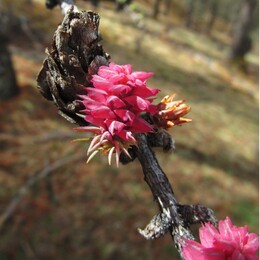 �����������, ��������, 3 ���� 2014