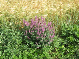 ���������, 9 ������� 2014