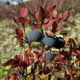 �������, ������, 28 ������� 2014