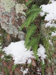 ���������, 31 ������ 2015