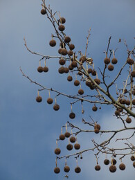 ������, �������, 7 ������� 2015