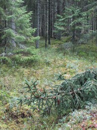 ���������, 7 ����� 2015