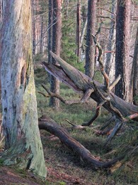 ���������, 8 ����� 2015