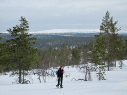 �������� ���������, 17 ������ 2015