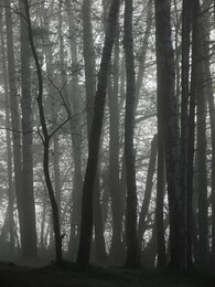 �����, ���������, 10 ��� 2015