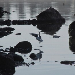 �����, ���������, 10 ��� 2015