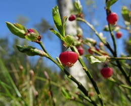 ������ �������, ���������, 24 ��� 2015