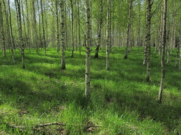 ���������, 24 ��� 2015