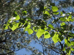 ���������� ��������, 30 ��� 2015