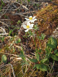 ������������ ������, 12 ���� 2015