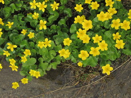 ������������ ������, 13 ���� 2015