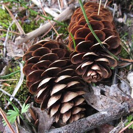 ������������ ������, 15 ���� 2015