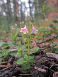 ������ ��������, ������������ ������, 15 ���� 2015