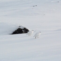 ���������, �������� ���������, 8 ����� 2016