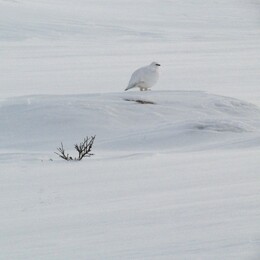 ���������, �������� ���������, 8 ����� 2016