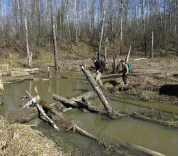 �����������, 17 ������ 2016