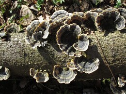 �����������, 17 ������ 2016