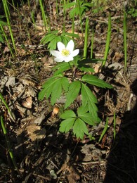 ���������, 8 ��� 2016