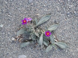 �����, �����������, 27 ���� 2016