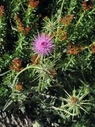 �����, �����������, 27 ���� 2016