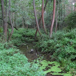 �����������, 17 �������� 2016