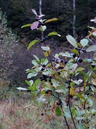 �����������, 17 �������� 2016