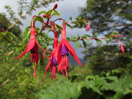 ������. ����, 5 ������ 2017