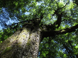 �������� ���� ����, 13 ������ 2017