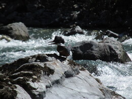 ���������. ����, 15 ������ 2017