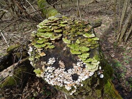 ����� �� �������� � ��������, 9 ������ 2017