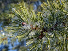 ����� � ��������� (Saariselk&auml; - Vuotso), 17 ������ 2017