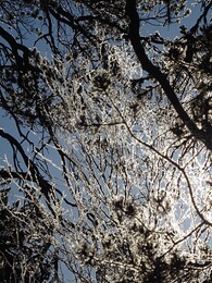 ����� � ��������� (Saariselk&auml; - Vuotso), 17 ������ 2017