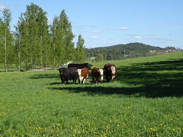 ������, ���������, 6 ���� 2017