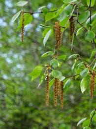 ������, ���������, 10 ���� 2017