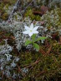 ���������, ���������, 12 ���� 2017