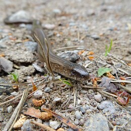 ��������, ���������, 1 ���� 2017