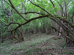 �������� ���, ���������, 1 ���� 2017