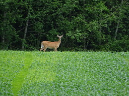 �����, ���������, 1 ���� 2017