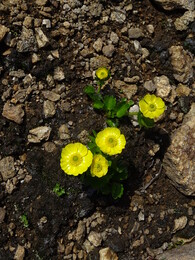 �����, 25 ���� 2017