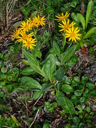 �����, 1 ������� 2017