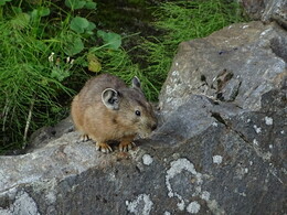 ������, �����, 3 ������� 2017