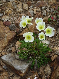 ����, �����, 3 ������� 2017