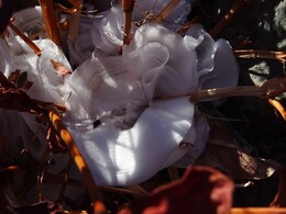 ������� ������, �������� �����, 9 ������� 2017