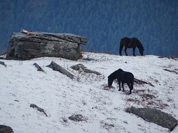 ������, �������� �����, 14 ������� 2017