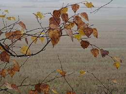 ���������, 21 ������� 2017