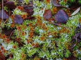 ���������, 22 ������� 2017