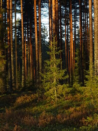 ���������, 25 ������ 2017