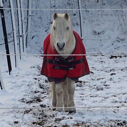 ���������, 2 ������� 2017